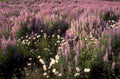 purple lupines daisies 2 1980s 1990s A4 Photo Print