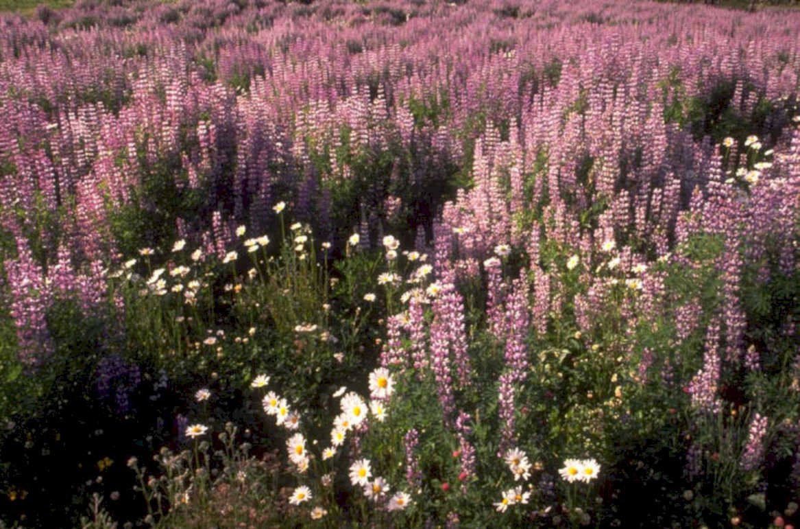 purple lupines daisies 2 1980s 1990s A4 Photo Print