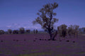purple meadow cattle 1980s 1990s A4 Photo Print