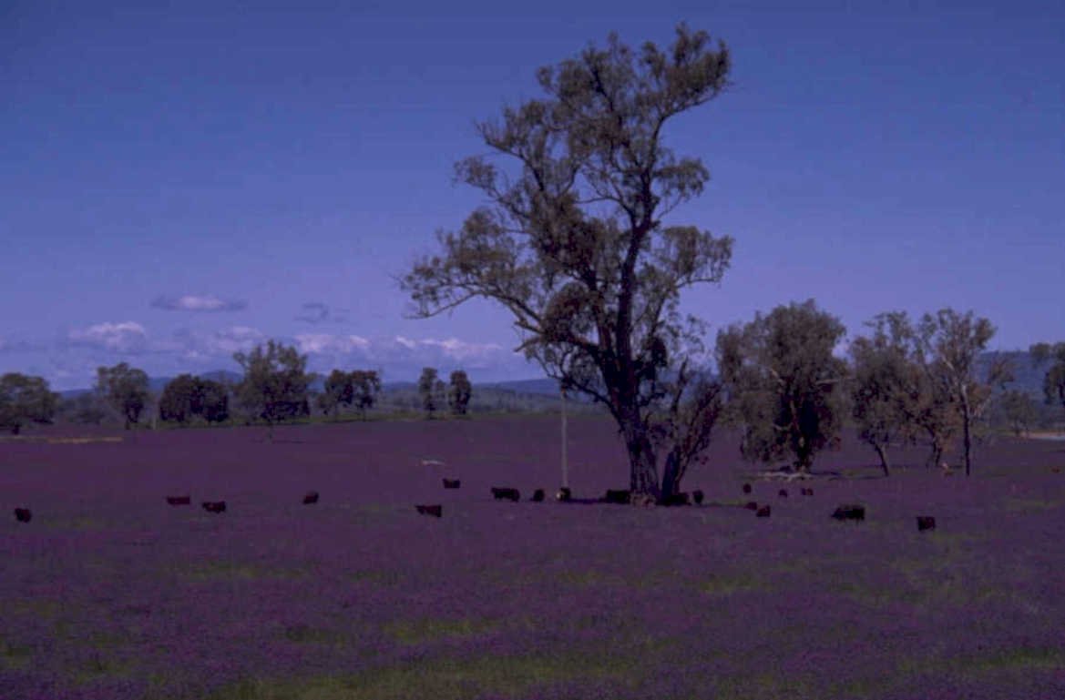 purple meadow cattle 1980s 1990s A4 Photo Print