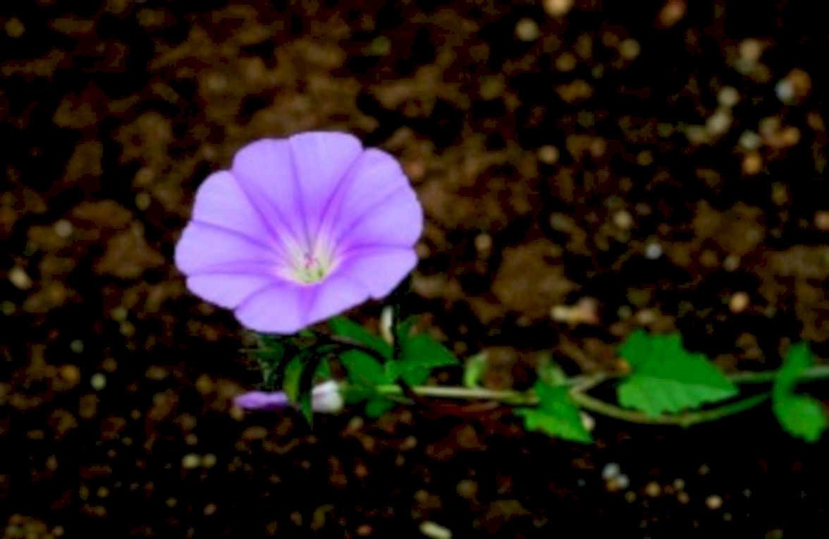 purple morning glory1980s 1990s A4 Photo Print