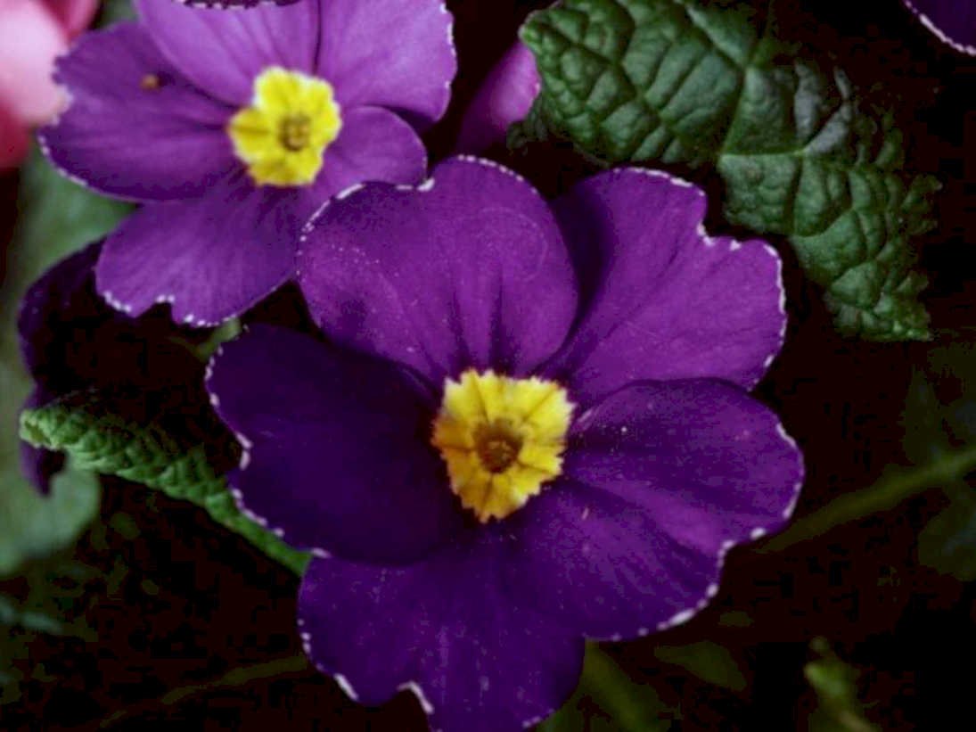 purple primrose flowers1980s 1990s A4 Photo Print