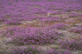 purple shrubland desert 1980s 1990s A4 Photo Print
