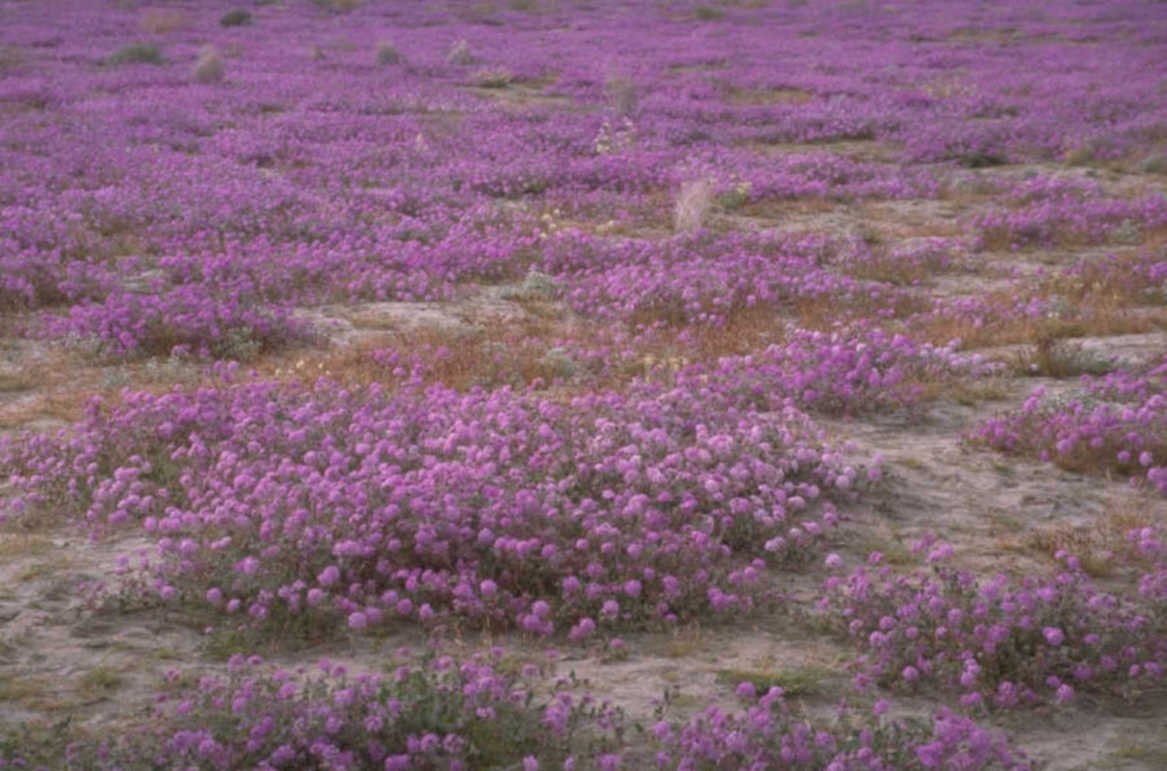 purple shrubland desert 1980s 1990s A4 Photo Print