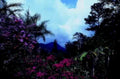 purple shrubs mountains1980s 1990s A4 Photo Print