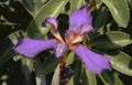 purple spiderflower bloom Vintage A4 Photo Print