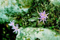 purple star flowers1980s 1990s A4 Photo Print
