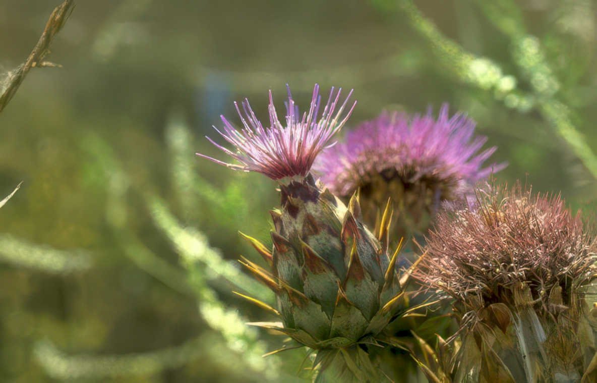 purple thistle 1 Vintage A4 Photo Print