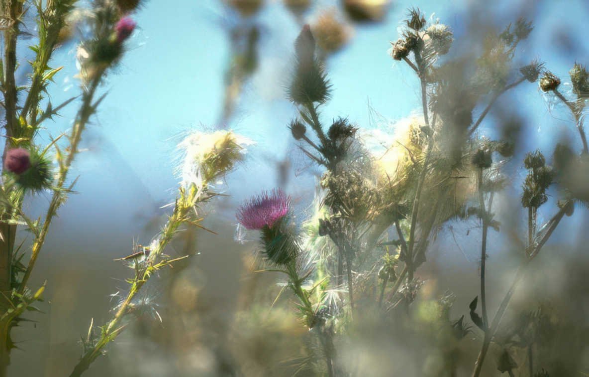 purple thistle 2 Vintage A4 Photo Print