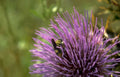purple thistle bee Vintage A4 Photo Print