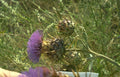 purple thistle flower 2 Vintage A4 Photo Print