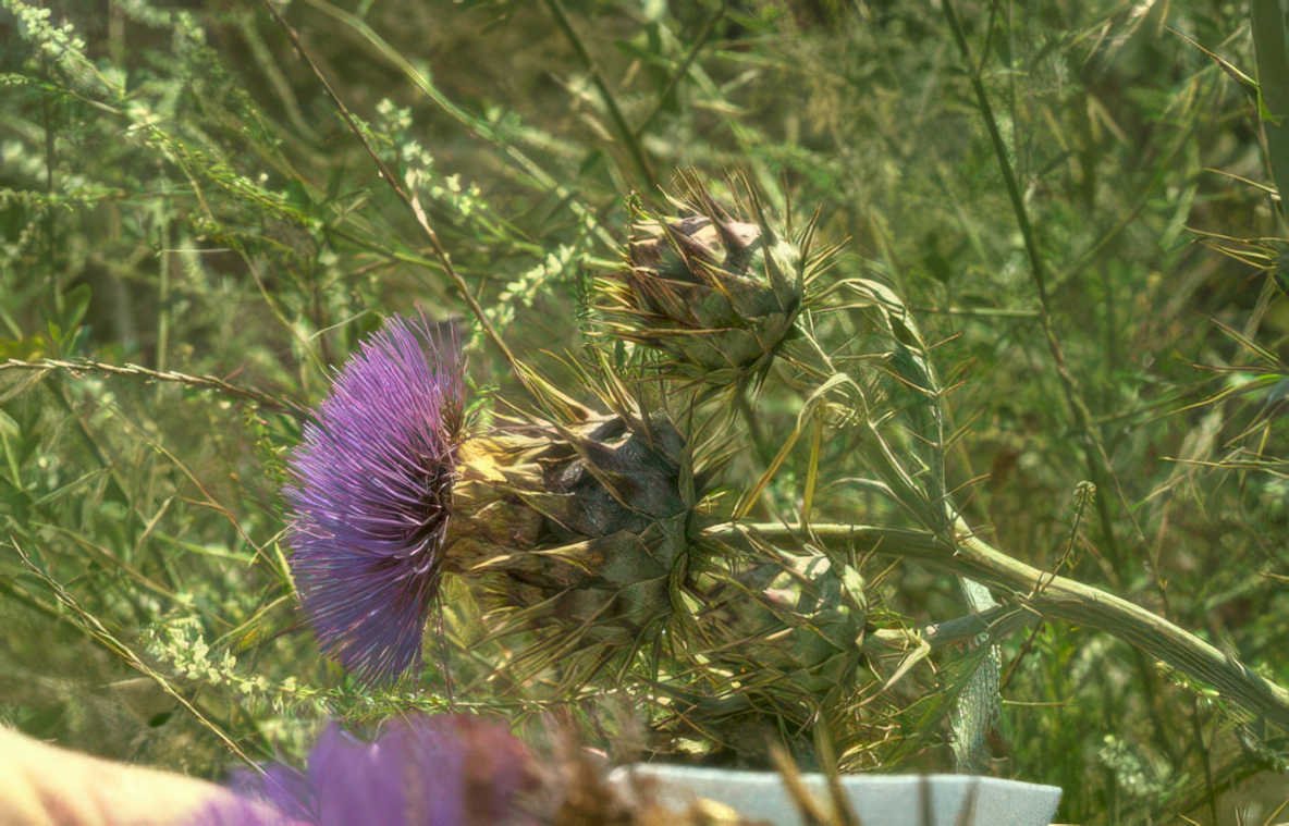 purple thistle flower 2 Vintage A4 Photo Print