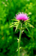 purple thistle flower1980s 1990s A4 Photo Print