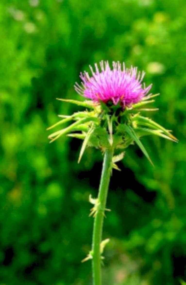 purple thistle flower1980s 1990s A4 Photo Print