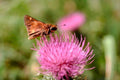 purple thistle moth1980s 1990s A4 Photo Print