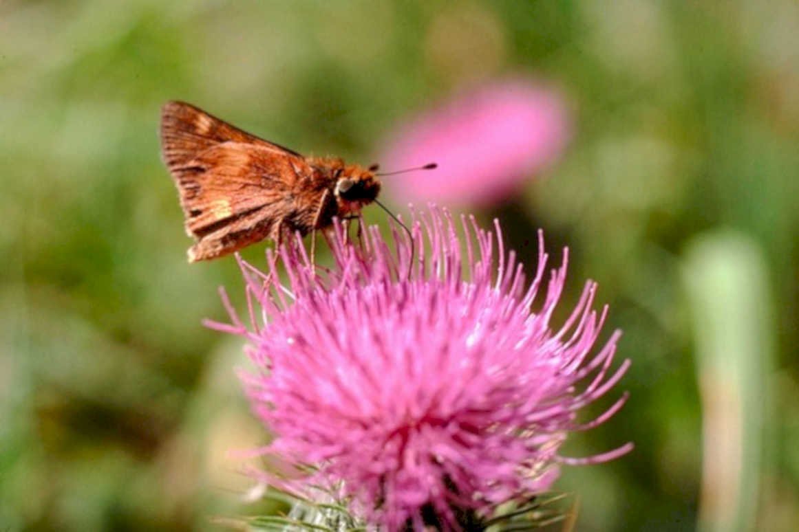 purple thistle moth1980s 1990s A4 Photo Print