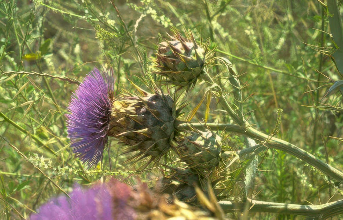 purple thistle seedheads Vintage A4 Photo Print