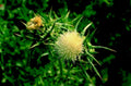 purple thistle1980s 1990s A4 Photo Print