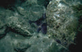 purple urchins tidepool Vintage A4 Photo Print