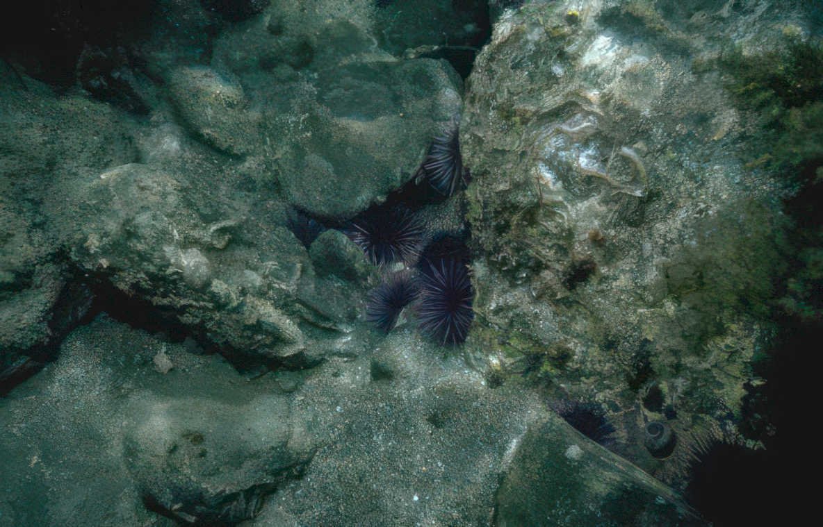 purple urchins tidepool Vintage A4 Photo Print