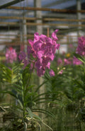 purple vandas orchids 1980s 1990s A4 Photo Print