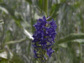 purple veronica blooms1980s 1990s A4 Photo Print