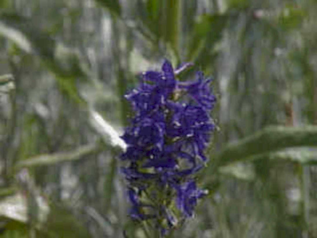purple veronica blooms1980s 1990s A4 Photo Print