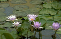 purple water lilies GIGA Vintage A4 Photo Print