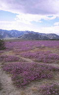 purple wildflower mountains 1980s 1990s A4 Photo Print