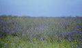 purple wildflowers field1980s 1990s A4 Photo Print