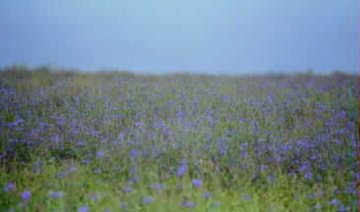 purple wildflowers field1980s 1990s A4 Photo Print