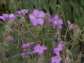 purple wildflowers geraniums1980s 1990s A4 Photo Print