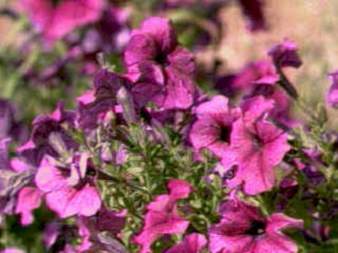 purplepetunias bloom outdoor1980s 1990s A4 Photo Print