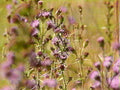 purplethistlebutterfly1980s 1990s A4 Photo Print