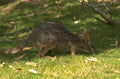 quoll grassland motion 1980s 1990s A4 Photo Print