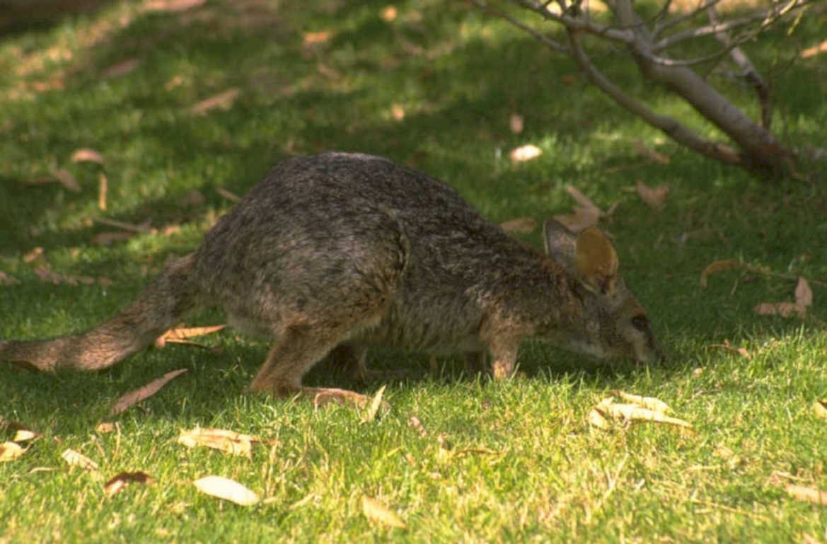 quoll grassland motion 1980s 1990s A4 Photo Print