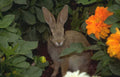 rabbit dahl garden Vintage A4 Photo Print