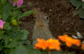rabbit flowers garden Vintage A4 Photo Print
