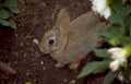 rabbit garden flowers Vintage A4 Photo Print