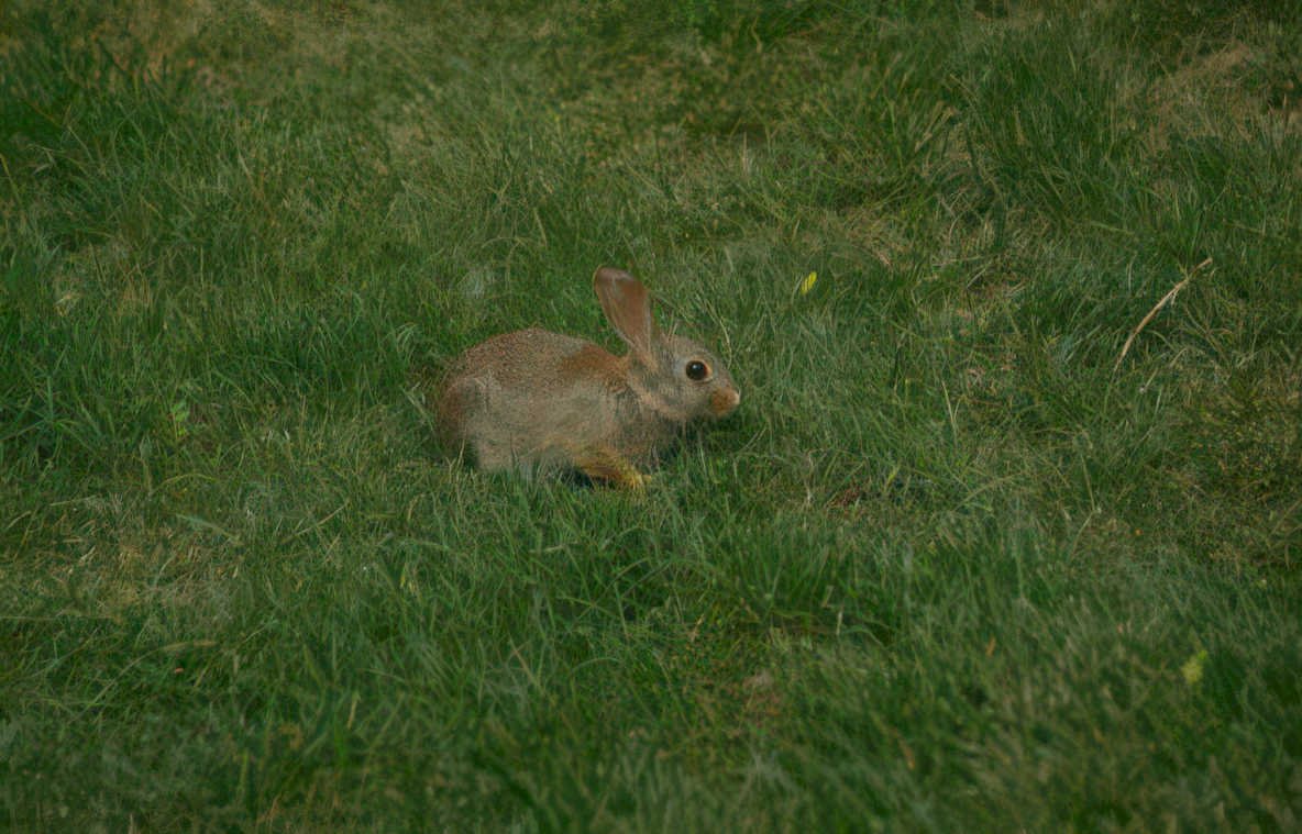 rabbit lawn grass Vintage A4 Photo Print