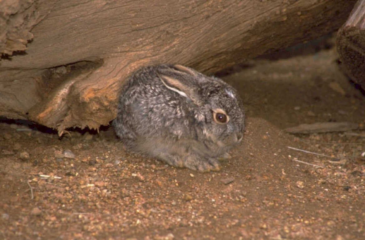 rabbit log burrow 1980s 1990s A4 Photo Print