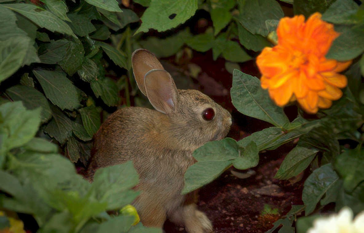 rabbit marigold garden Vintage A4 Photo Print