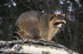 raccoon birch snow 1980s 1990s A4 Photo Print