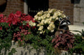 raccoon flower planter 1980s 1990s A4 Photo Print