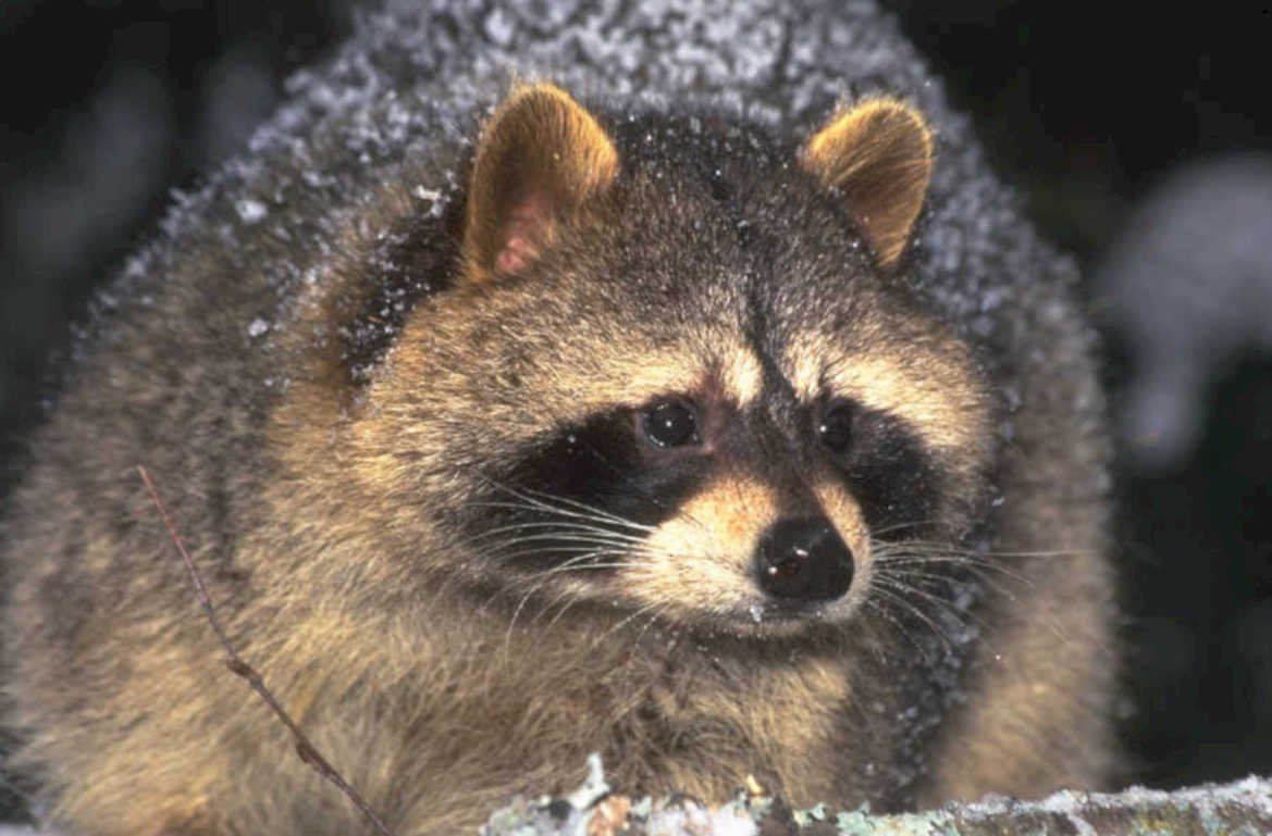 raccoon snow winter 1980s 1990s A4 Photo Print