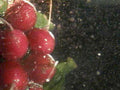 radishes wet splash1980s 1990s A4 Photo Print