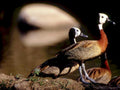 radjah ducks rocks1980s 1990s A4 Photo Print