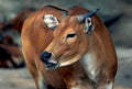 raffles cattle portrait1980s 1990s A4 Photo Print