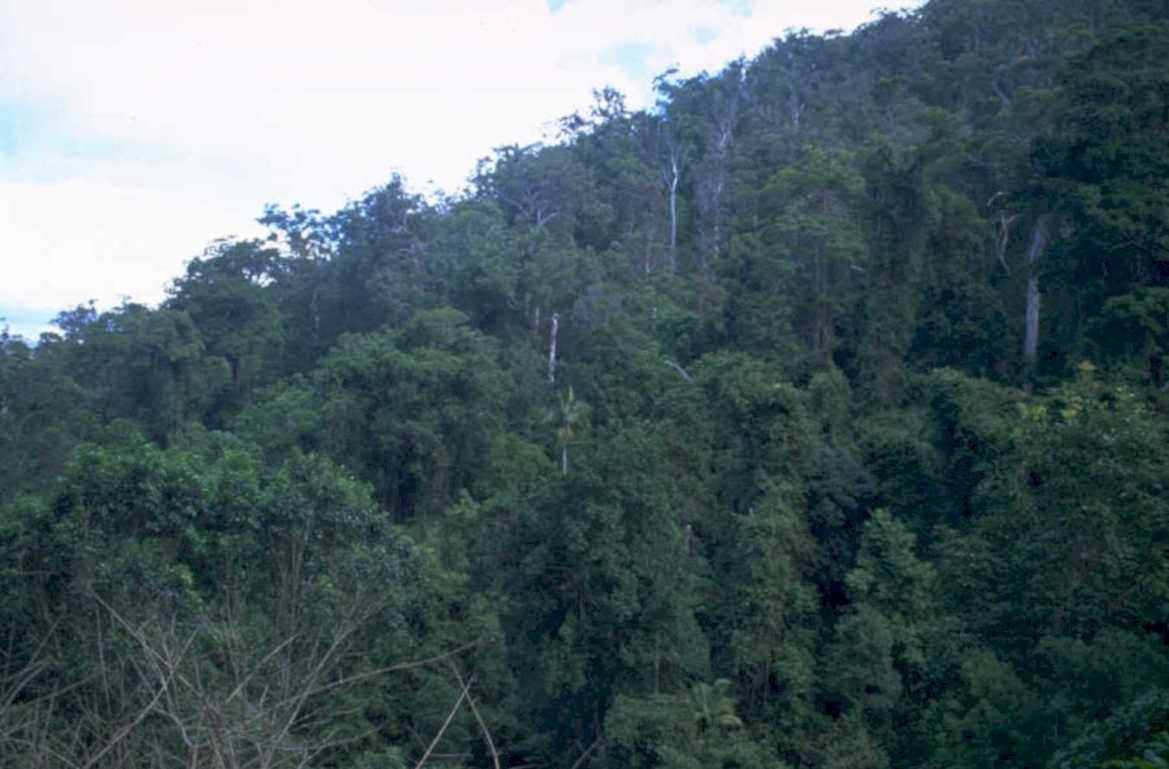 rainforest hills trees 1980s 1990s A4 Photo Print