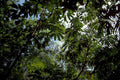 rainforest jungle leaves 1980s 1990s A4 Photo Print